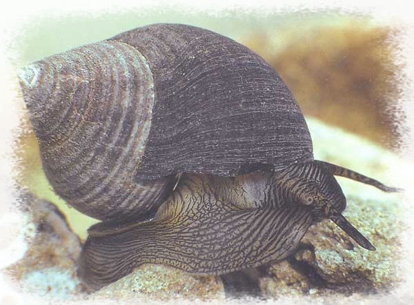 Un bigorneau