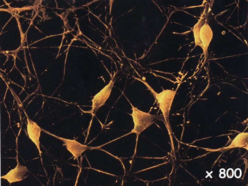 neurone1_MEB_x800.jpg - LEAD Technologies Inc. V1.01