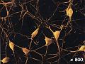 neurone1_MEB_x800