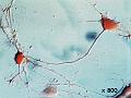 neurone2_MEB_x800