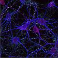 synapse&neurone2