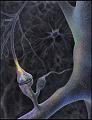 synapse1