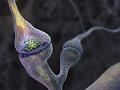synapse2