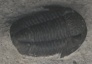 Trilobite dvonien ...